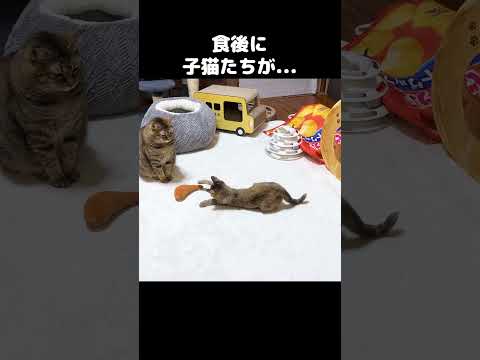 食後にこたつの周りに集まる柴犬と先住猫たち　#shorts(YouTube)
