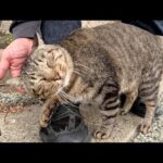 海辺の道を歩いていると、キジトラ猫が足にスリスリして甘えてきた(YouTube)
