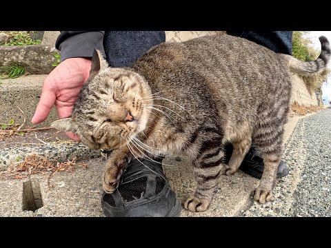 海辺の道を歩いていると、キジトラ猫が足にスリスリして甘えてきた(YouTube)
