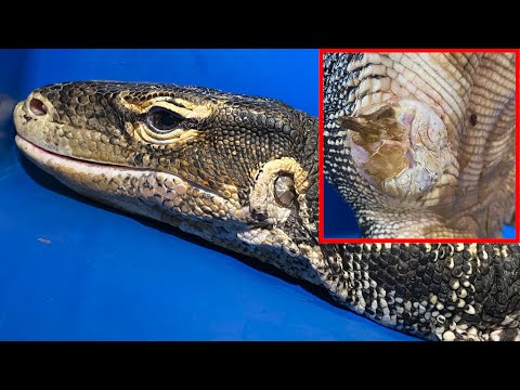 テン君のお腹に大きな腫瘍？のような物ができてました(YouTube)