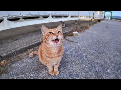 漁港の夕暮れ時の猫ちゃん、撫でられてゴロンゴロンしたあとは水飲みに行った(YouTube)