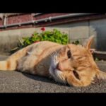 最初は警戒していたけどやっぱり出てきてゴロンゴロン転がる茶トラ猫(YouTube)