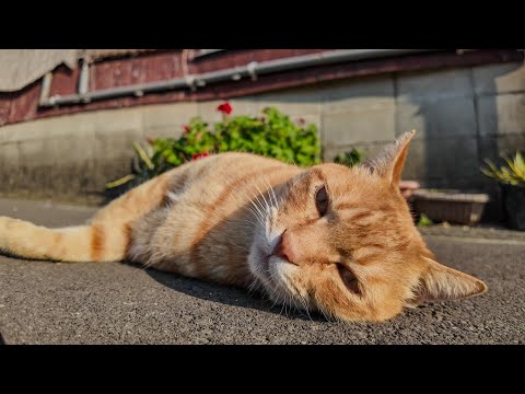 最初は警戒していたけどやっぱり出てきてゴロンゴロン転がる茶トラ猫(YouTube)