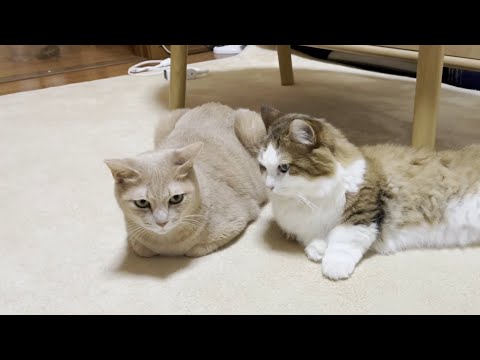 いつもシャーと叩いてくる猫のことを実は○○かもしれない秀吉(YouTube)