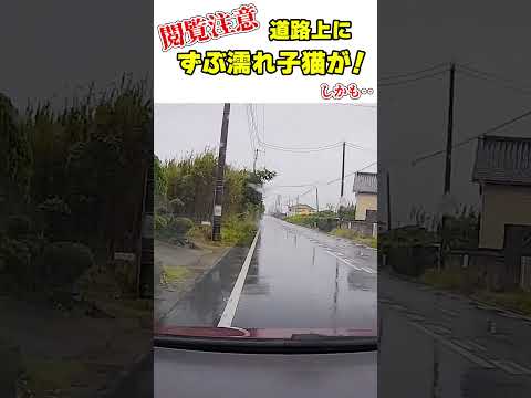 道路上でずぶ濡れになっていた子猫を運転中に発見、緊急保護しました！　#Shorts #子猫保護 #ドラレコ(YouTube)