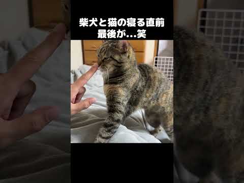 子猫と柴犬と先住猫たちの寝る直前がこちら…　#shorts(YouTube)