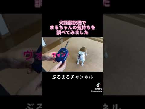 翻訳したい飼い主vs吠えないイッヌ #dog #ブルドッグ #ペット #犬のいる暮らし #ドッグ #ドッグちゃんねる(YouTube)