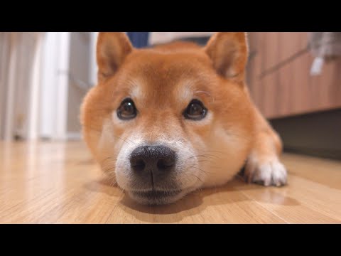 柴犬の体力を舐めるとこうなります。。(YouTube)