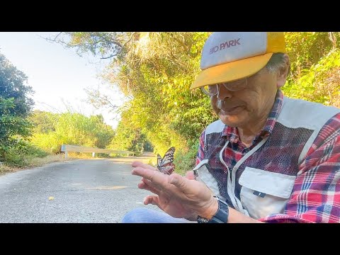 うちの園長がこの蝶々を約30年間も追い続ける理由とは(YouTube)