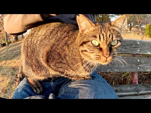 猫が人間をベンチへ誘導して「ひざにのせろ！」と要求してきた(YouTube)