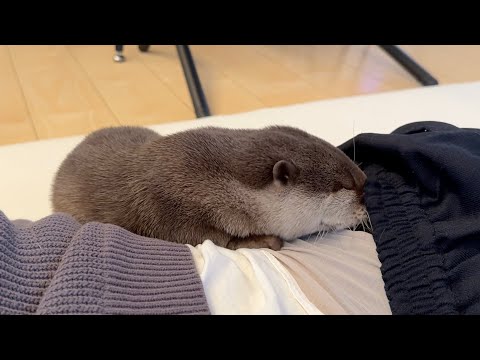 飼い主が無抵抗で寝ているとその隙にカワウソは何をする？ What does an otter do when I’m sleeping unprovoked and in the meantime?(YouTube)