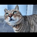 【今週の感動猫動画】今週撮った短い未公開動画まとめて公開-unreleased video of this week-2023/11/2w(YouTube)