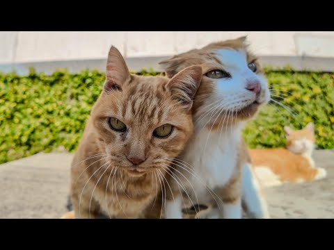 漁港の街の茶トラ猫軍団は石のベンチに集まってくる(YouTube)