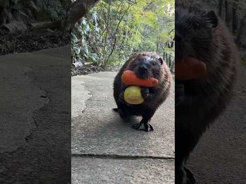 リンゴとにんじん、どうぞ🦫🍎🥕#beaver #ビーバー(YouTube)