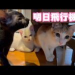 明日一緒に飛行機に乗ります 【2023 11 30-2】(YouTube)