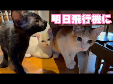 明日一緒に飛行機に乗ります 【2023 11 30-2】(YouTube)