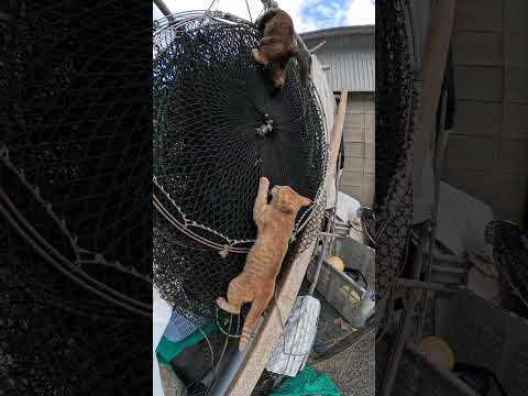 驚くべき身体能力で漁網を登る子猫達 #野良猫 #ねこ #ネコ(YouTube)