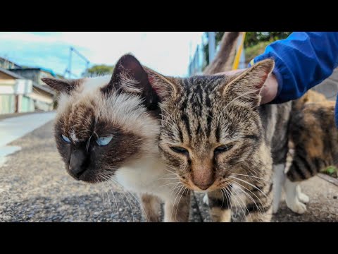 猫島の坂道の途中の道端で行われていた猫の集会に参加してきた(YouTube)