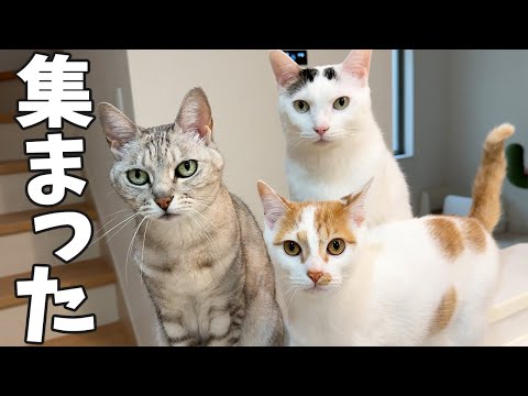 なぜか集まる猫たちが可愛すぎた…！(YouTube)