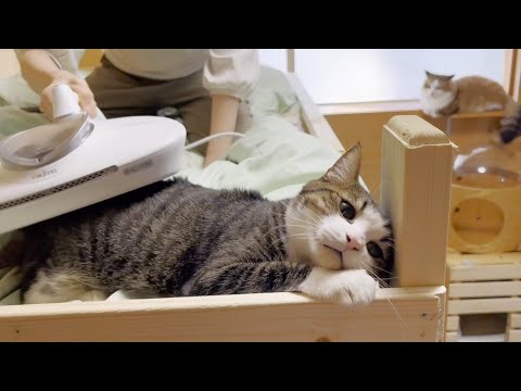 掃除機にわざわざ吸われにやって来る猫(YouTube)