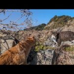 海辺の崖っぷちの祠をお守りする猫二人組は実は仲が悪い(YouTube)