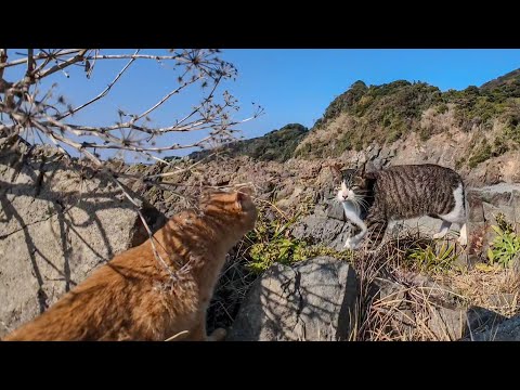 海辺の崖っぷちの祠をお守りする猫二人組は実は仲が悪い(YouTube)