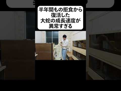 半年間もの拒食から復活した大蛇の成長速度が異常すぎる(YouTube)