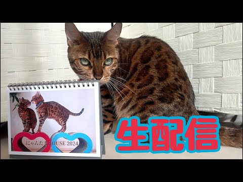 【生配信11/26】本格的に寒くなりだした夜は猫でも見てほっこりしませんか？生配信(YouTube)