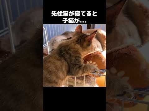 先住猫が寝てる場所に子猫が侵入してきた　#shorts(YouTube)