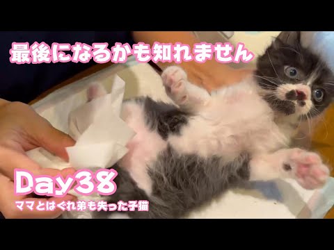 この姿もこれが最後になるかも知れません ママとはぐれ弟も失った子猫 Day38　【2023 11 18 -2】(YouTube)
