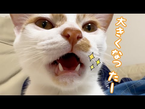 子猫トロさん、大人の歯が出てきました…！！(YouTube)