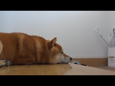 飼い主が家を離れると柴犬は切ない声を出して後を追いました。。(YouTube)