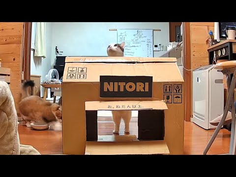 お母さんが作った渾身の猫ハウスを一瞬で崩壊させた猫(YouTube)