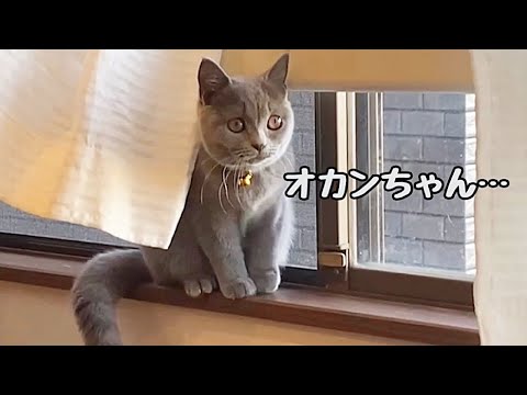 オトンちゃんと2人でお留守番する新猫ちゃん(YouTube)
