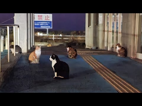 感動猫動画 のライブ配信(YouTube)