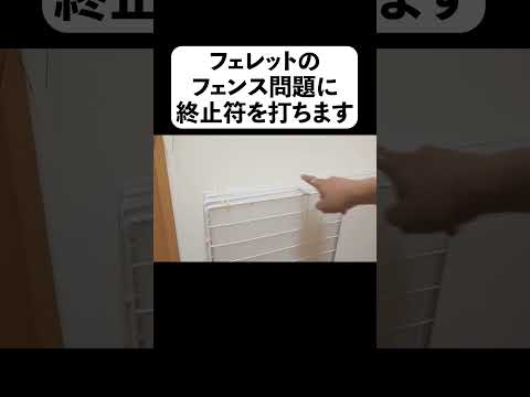 フェレットのフェンス問題に終止符を打ちます(YouTube)