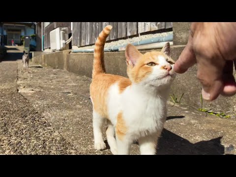 顔を見ると全力で駆け寄ってくる子猫がかわい過ぎる(YouTube)