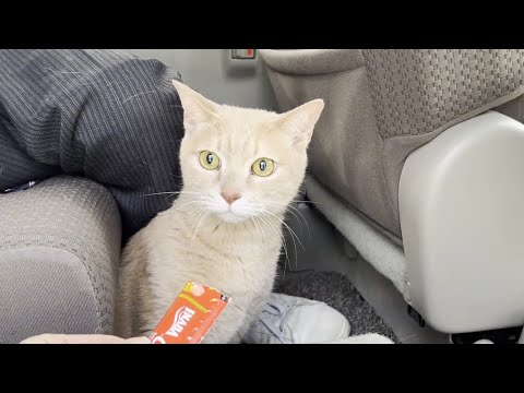 息子を学校まで迎えに行くとテンションMAXになる猫(YouTube)