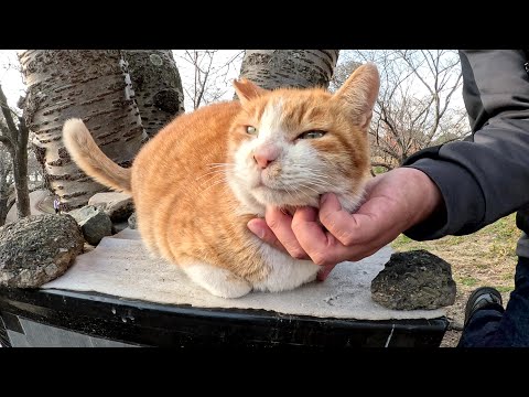 茶シロ猫が猫ハウスの上で喉をゴロゴロと鳴らしながらモフられる(YouTube)