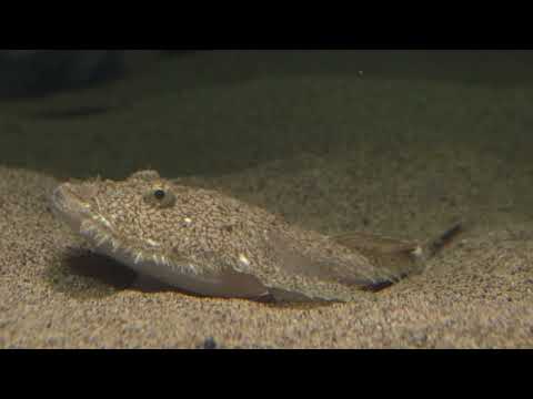 疑似餌（エスカ）を使用したキアンコウの摂餌のようす：葛西臨海水族園(YouTube)