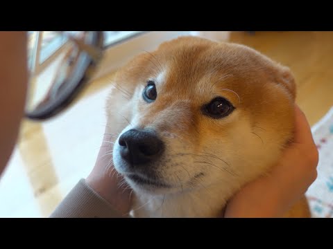 柴犬ハチと飼い主の距離感が付き合って二ヶ月のカップルで可愛い。(YouTube)