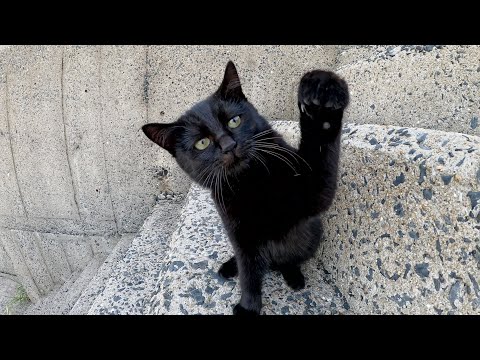 猫の親子を撮影していたら、気が強い黒子猫がネコパンチで攻撃してきた(YouTube)