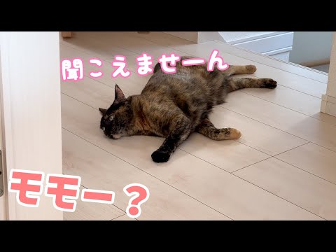 猫とのかくれんぼで珍しく塩対応されました…！(YouTube)