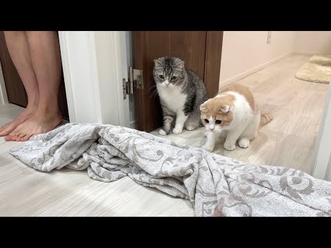 猫たちに飼い主が消えるマジックを披露してみたらまさかのこうなりましたw(YouTube)