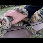 キジトラ猫がベンチの上でクネクネしてモフりをおねだりしてきた(YouTube)