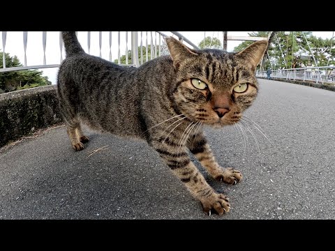 橋を渡る人を待ち伏せして甘えまくるキジトラ猫ちゃん(YouTube)