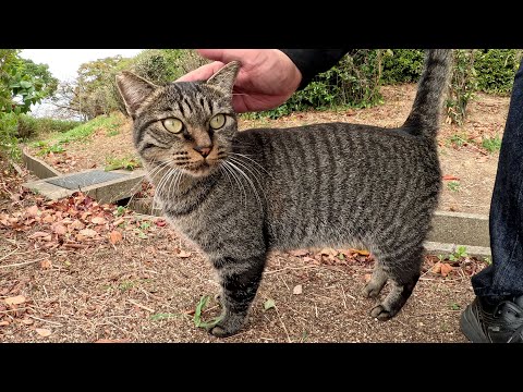 キジトラ猫が元気な声で鳴きながら足の周りをグルグルと歩き回る(YouTube)