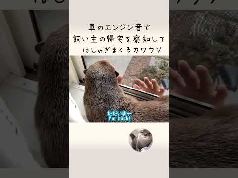 車のエンジン音で飼い主の帰宅を察知しはしゃぎまくる otter grasps the owner’s return home by the sound of a car(YouTube)