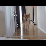 大好きなママが体調不良になると柴犬は強い愛を見せました。(YouTube)