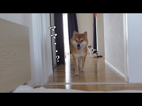 大好きなママが体調不良になると柴犬は強い愛を見せました。(YouTube)